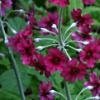 primula pulverulenta - Abriachan Nurseries